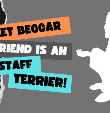 Street Beggar friend is an Amstaff Terrier!