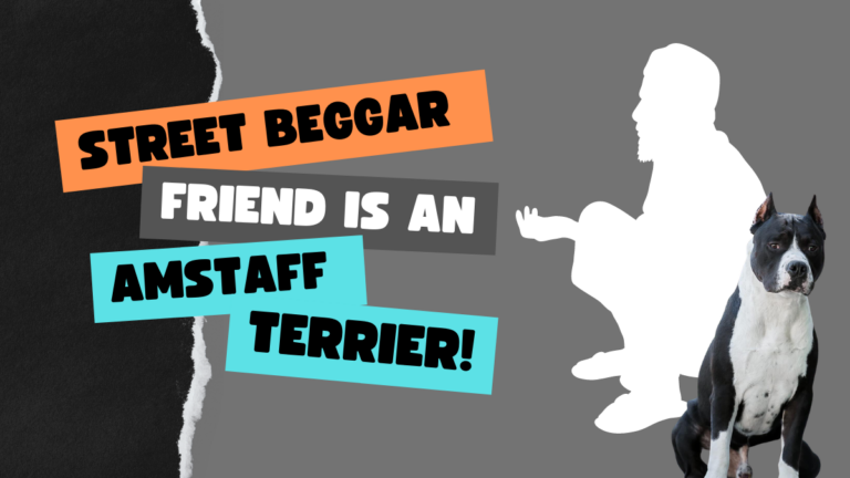 Street Beggar friend is an Amstaff Terrier!