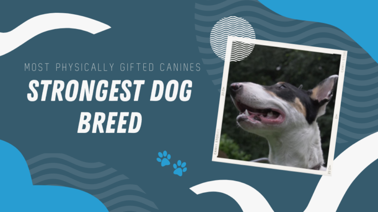Strongest Dog Breed