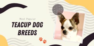 Teacup Dog Breeds