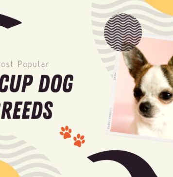 Teacup Dog Breeds