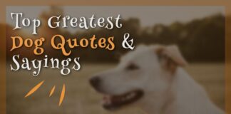 Top Greatest Dog Quotes and Sayings With Images