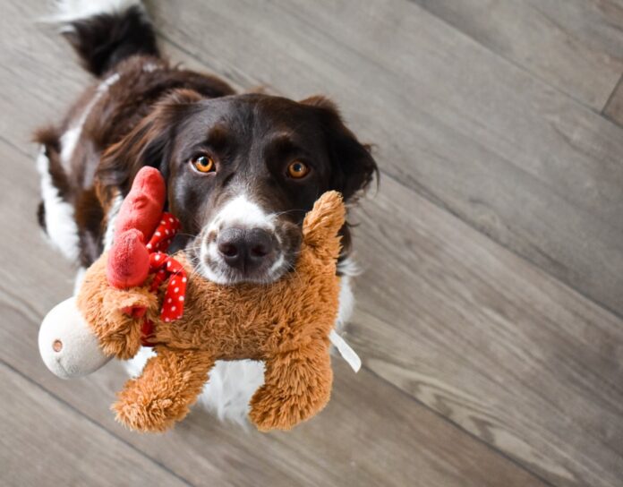 Toys-keep your young pup occupied