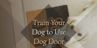 Train Your Dog to Use Dog Door