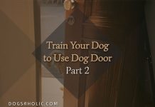 Train Your Dog to Use Dog Door - Part 2