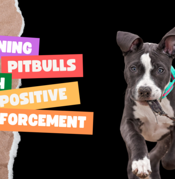 Training Pitbulls with positive reinforcement