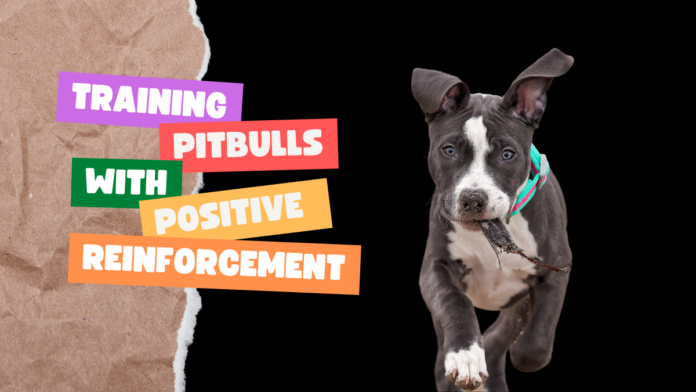 Training Pitbulls with positive reinforcement