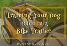 Training Your Dog to Ride in a Bike Trailer