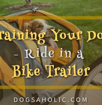 Training Your Dog to Ride in a Bike Trailer