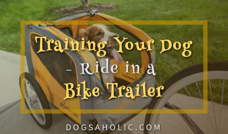 Training Your Dog to Ride in a Bike Trailer