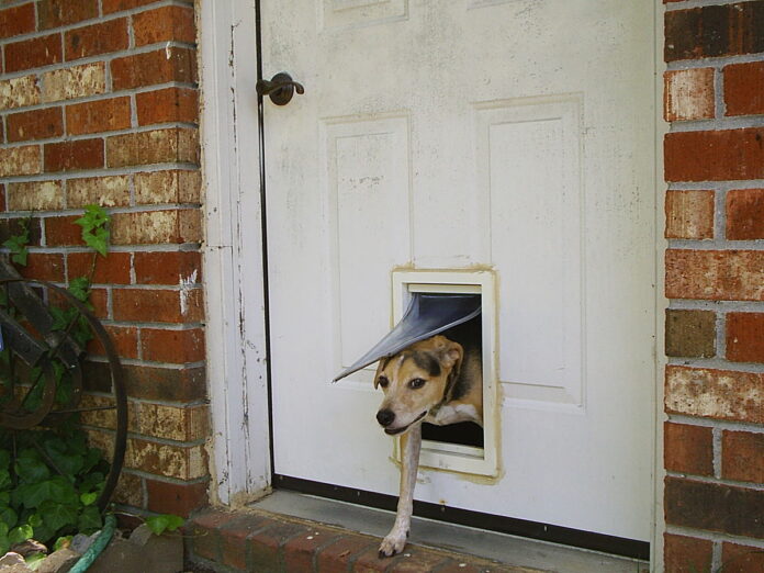 Training Your Dog to Use a Dog Door