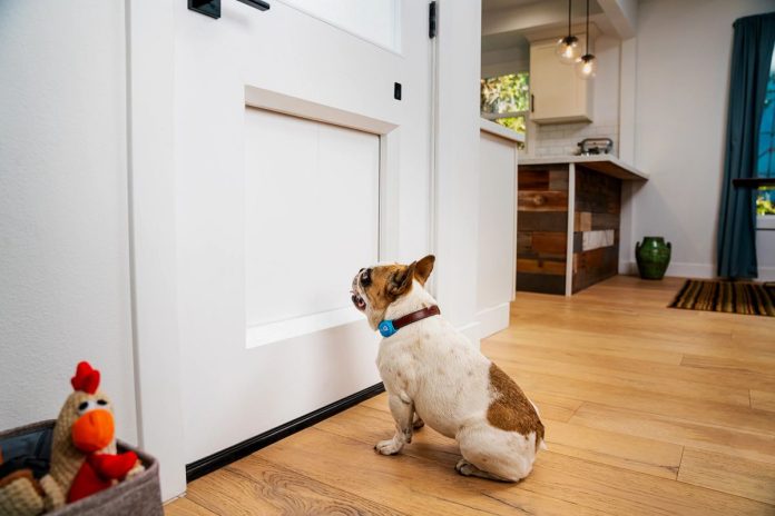 Training a Dog to Use the Dog Door