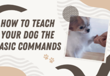 Training dog the basic commands