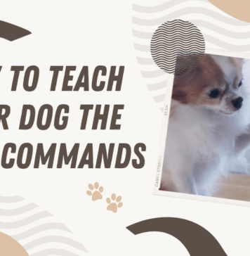 Training dog the basic commands