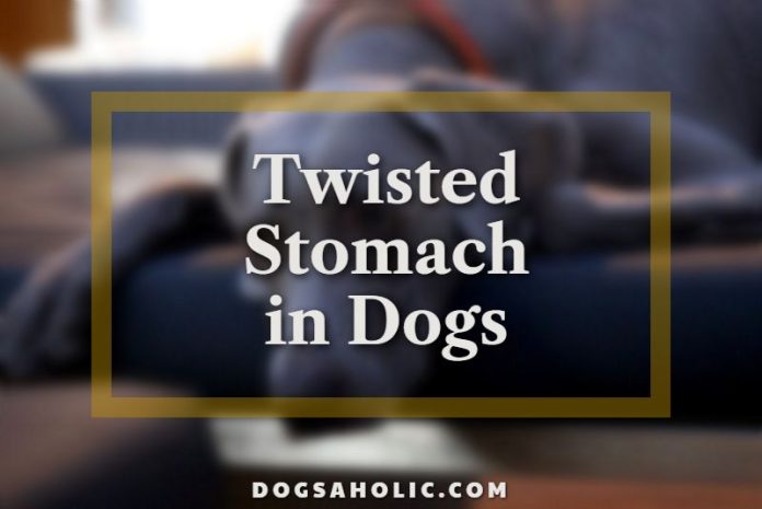 Twisted Stomach in Dogs