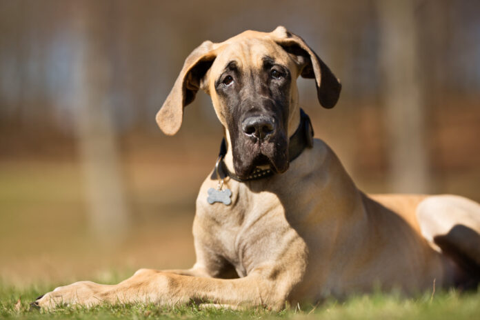 Twisted Stomach in Dogs Causes