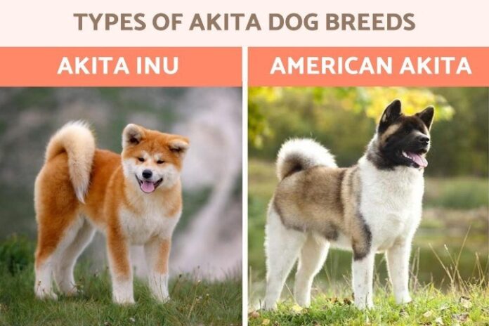 Types of Akita Dog Breeds