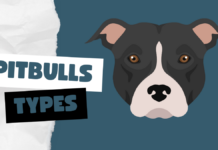 Types of Pitbulls