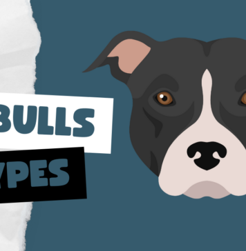 Types of Pitbulls