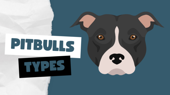 Types of Pitbulls