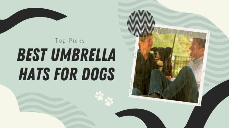 11 Best Umbrella Hat for Dogs 2022 – Keep Your Dog Protected From the Rain
