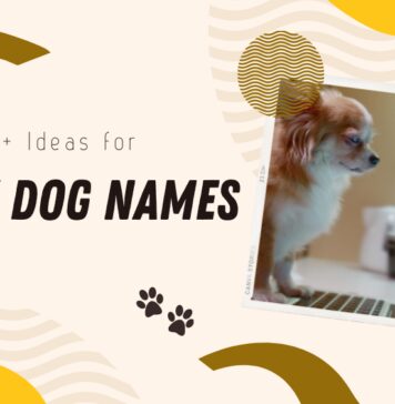 Unisex dog name ideas