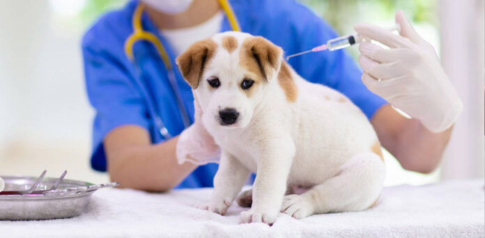 Vaccination Runny Nose puppy