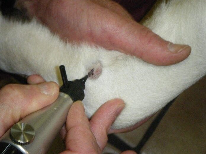 Vet removes skin tag