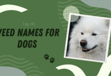 Weed Names for Dogs