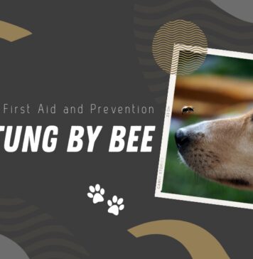 What to Do If Your Dog is Stung By a Bee