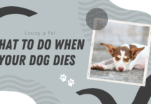 What to Do When Your Dog Dies