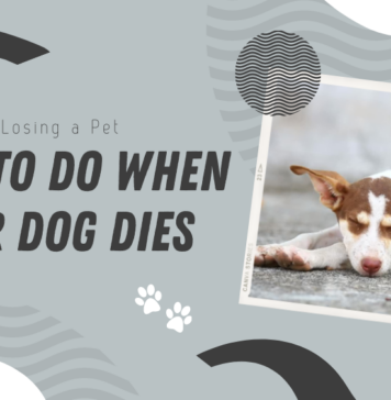 What to Do When Your Dog Dies
