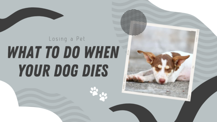 What to Do When Your Dog Dies