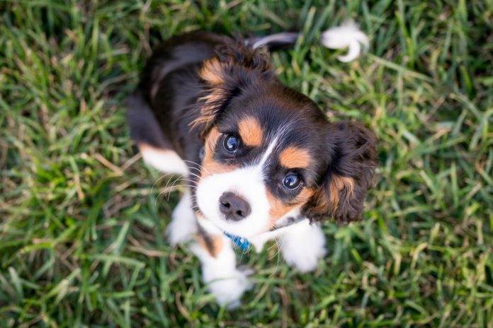 What to do about Puppy biting
