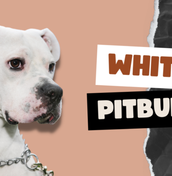 White Pitbulls