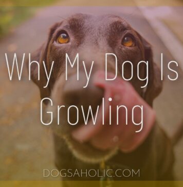 Why My Dog Is Growling