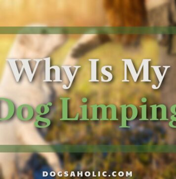 Why is my dog limping