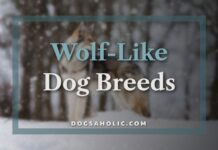 Wolf Like Dog Breeds