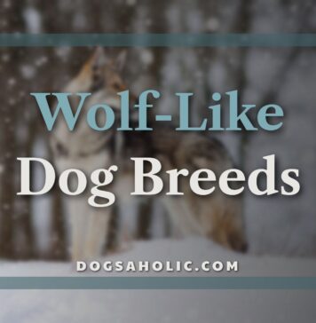 Wolf Like Dog Breeds