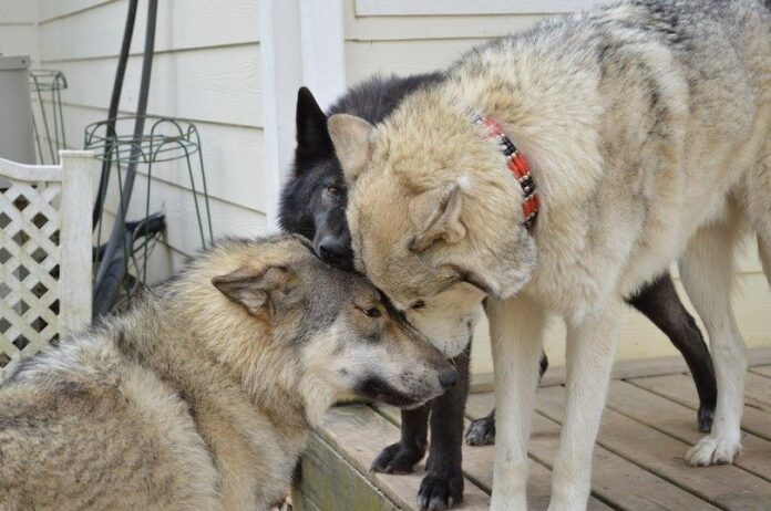 Wolf-like-dogs
