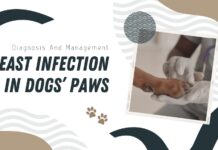 Yeast Infection in Dogs