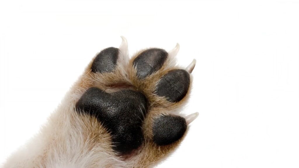 Yeast Infection in Paws