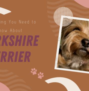 Yorkshire Terrier