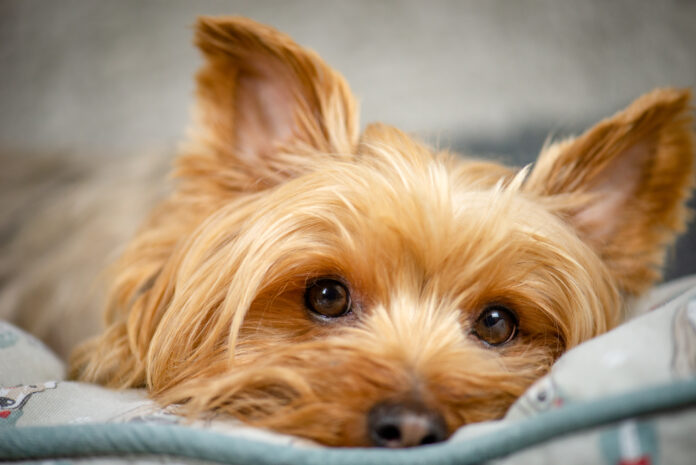 Yorkshire Terrier - Children And Other Pets Compatibility