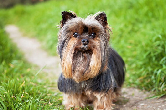 Yorkshire Terrier - Size
