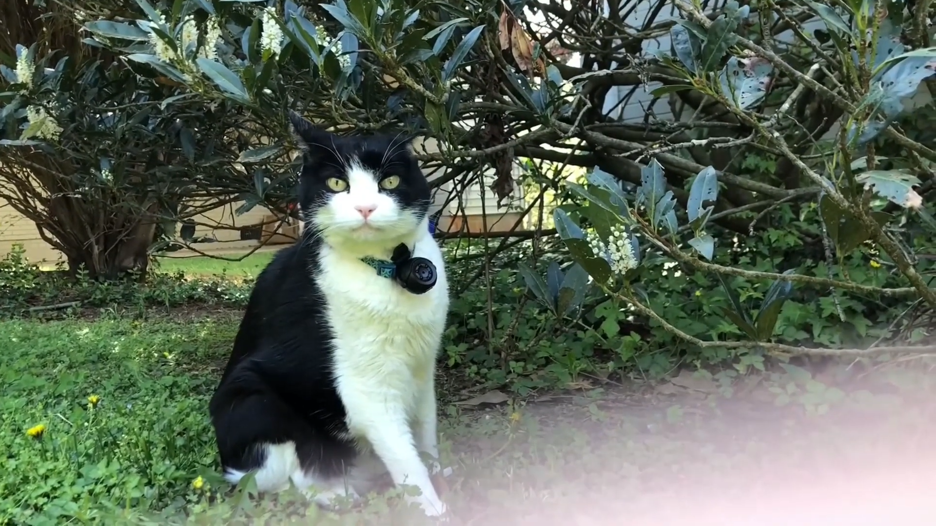 cat camera collar