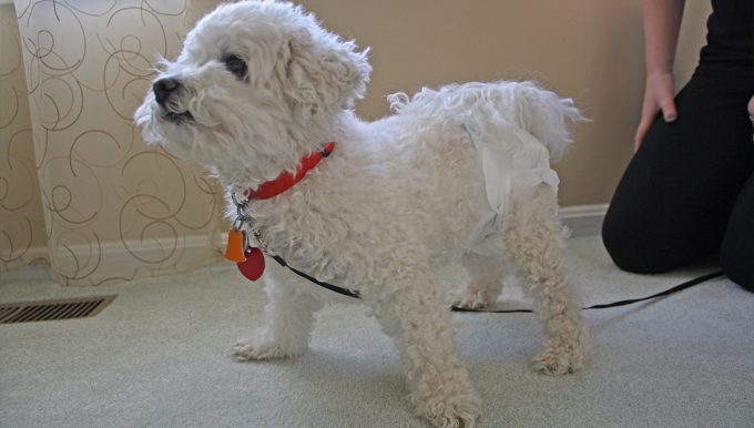 Little Bichon wearing a Disposable Dog DiapersDisposable Dog Diaper