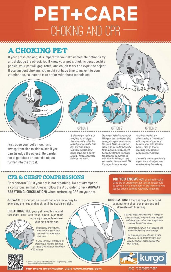 Dog cpr infographic