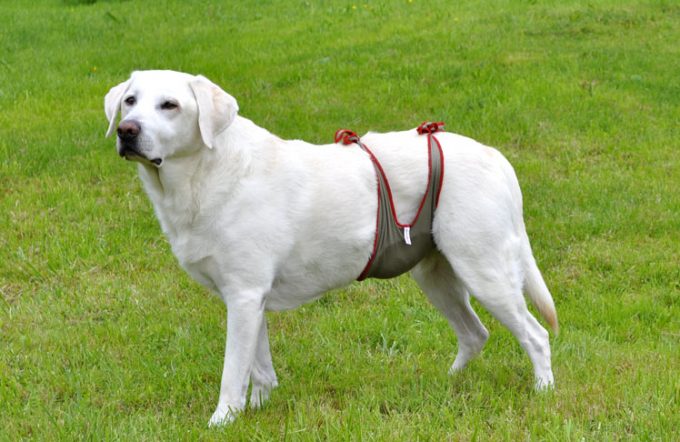 Image showing labradow female dog wearing piccobello dog diaper