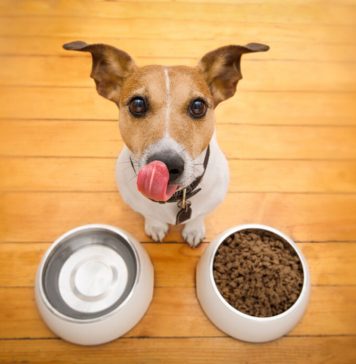 Can I Feed My Dog Wet and Dry Food